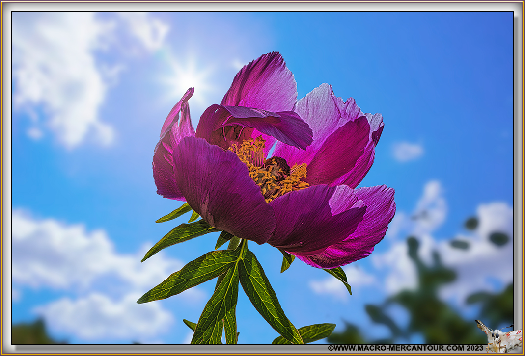 Pivoines